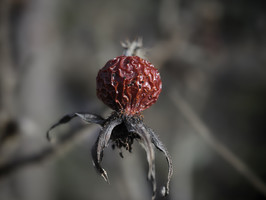 Hagebutte, Flora