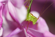Grashüpfer, Fauna, Makro