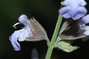 Salbeiblüte, Flora, Makro